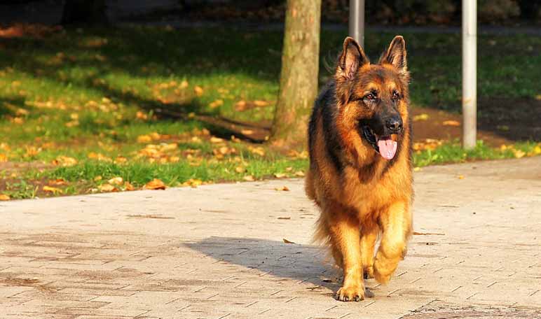 Las diez mejores razas de perro guardián - Apréndete