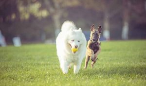 Ejercicios para perros hiperactivos - Apréndete