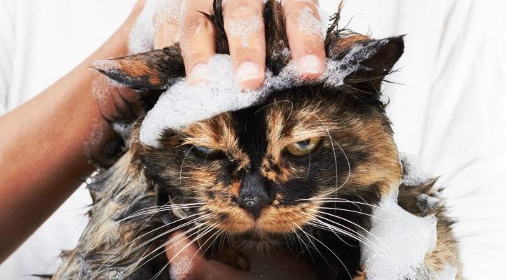Cómo bañar a un gato paso a paso