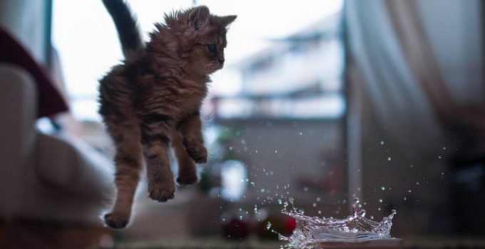 como-banar-a-un-gato