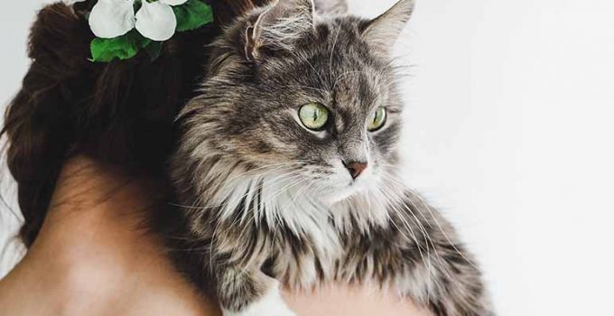 Por qué adoptar una mascota en vez de comprarla - Apréndete