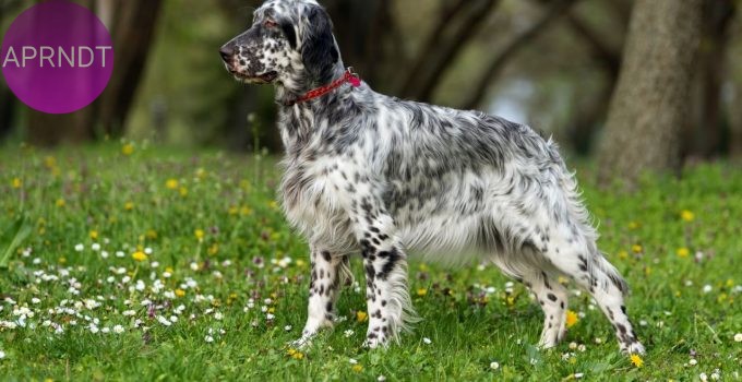 razas de perros hiperactivos