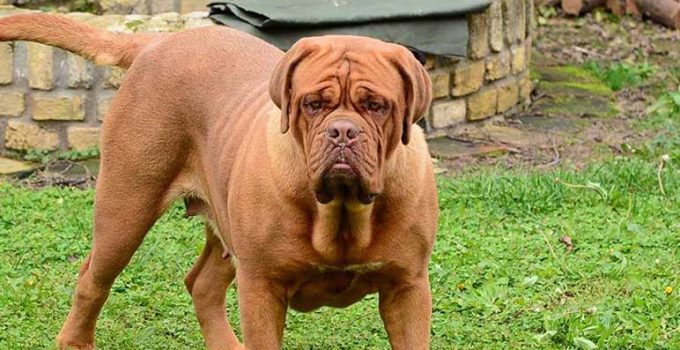 7 razas de perros fuertes - Apréndete