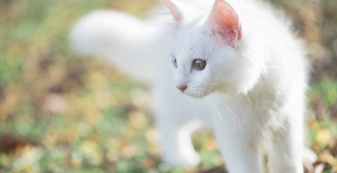 Aprende el significado de 14 nombres para gatos - Apréndete