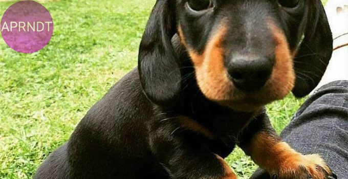 nombres para perros y su signficado