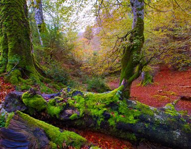 Descubre cuáles son los 5 mejores bosques de España - Apréndete