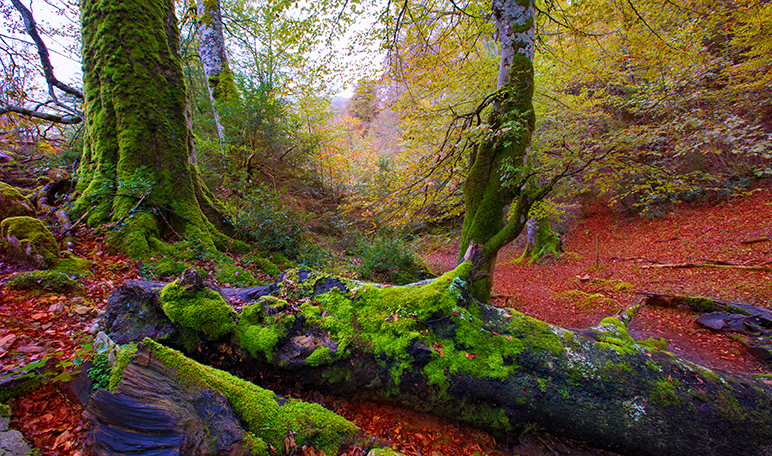 Descubre cuáles son los 5 mejores bosques de España - Apréndete