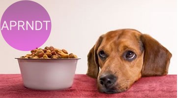 Cómo reconocer que tu mascota está deprimida reconocer quemi mascota está deprimida