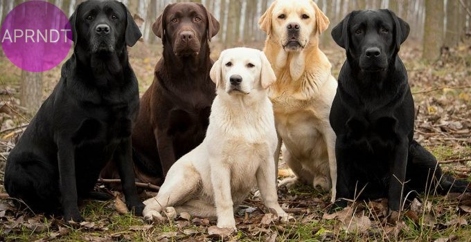razas de perros más inteligentes