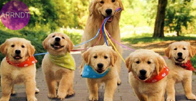 Las 5 razas de perros más amigables