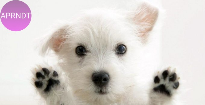 Las 7 razas de perros más curiosas