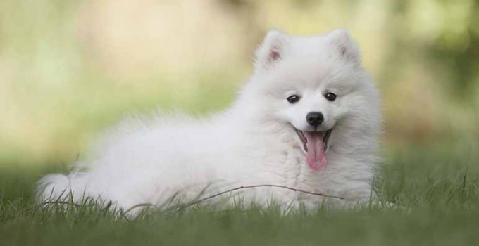 ¿Son seguras todas las frutas para tu perro? ¿Son seguras todas las frutas para tu perro?