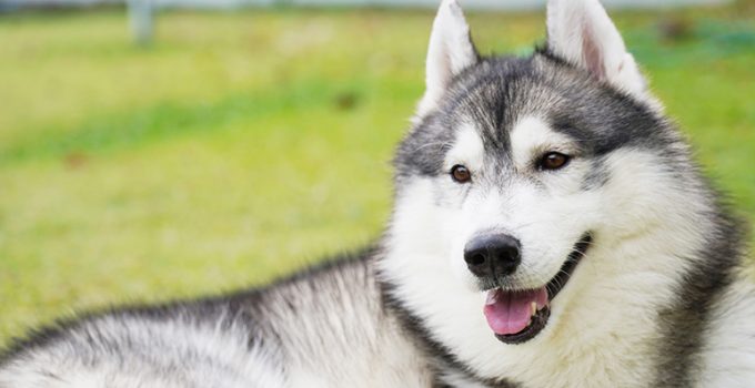 Orijen senior, un pienso para perros mayores Orijen senior, un pienso para perros mayores ideal para mascotas de avanzada edad - Apréndete