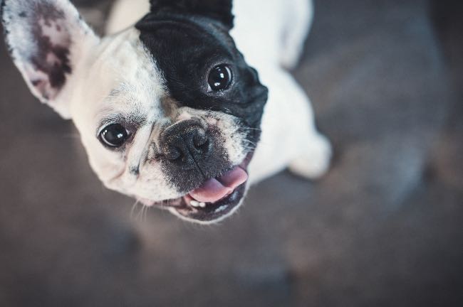 10 características del bulldog francés - Apréndete