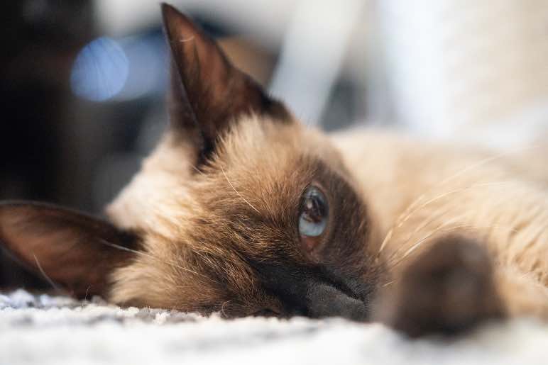 10 características del gato siamés - Apréndete