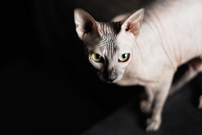 10 rasgos característicos del gato egipcio - Apréndete
