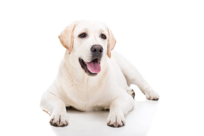 10 rasgos significativos del perro labrador retriever - Apréndete