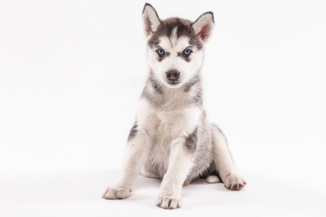 ¿Cómo es el husky siberiano?: 8 características que lo definen - Apréndete