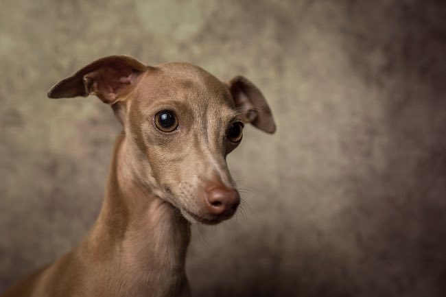 Galgo italiano: 7 rasgos que identifican a esta raza canina - Apréndete