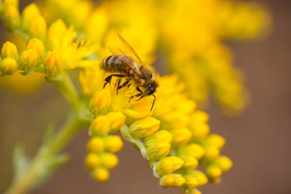 8 beneficios del polen de abeja: descubre sus propiedades - Apréndete