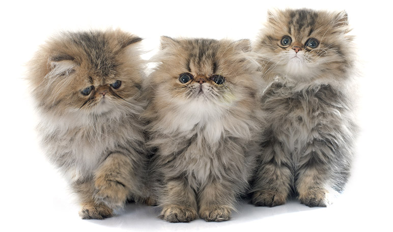 10 características del gato persa que tal vez desconoces - Apréndete