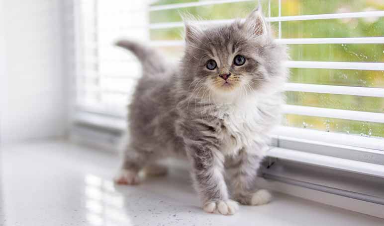 10 características del gato persa que tal vez desconoces - Apréndete