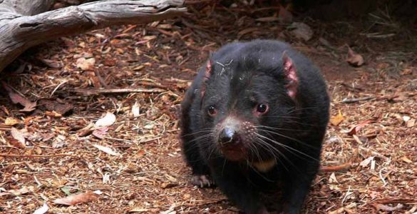 10 curiosidades sobre el Demonio de Tasmania - Apréndete
