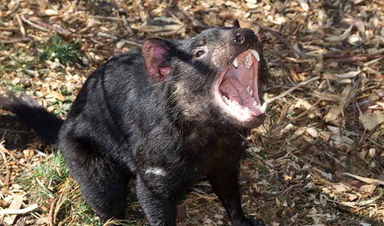 10 curiosidades sobre el Demonio de Tasmania - Apréndete