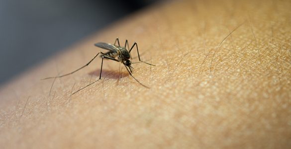 Cómo protegerse de los mosquitos de manera natural - Apréndete