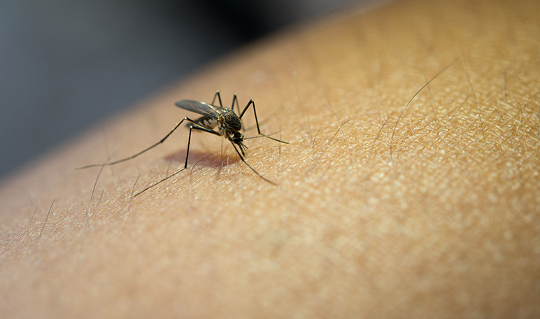Cómo protegerse de los mosquitos de manera natural - Apréndete